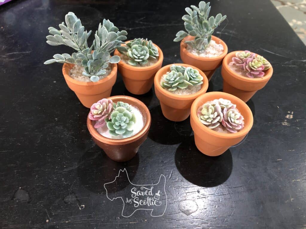 small faux succulents in little terracotta pots gathered on a black table 